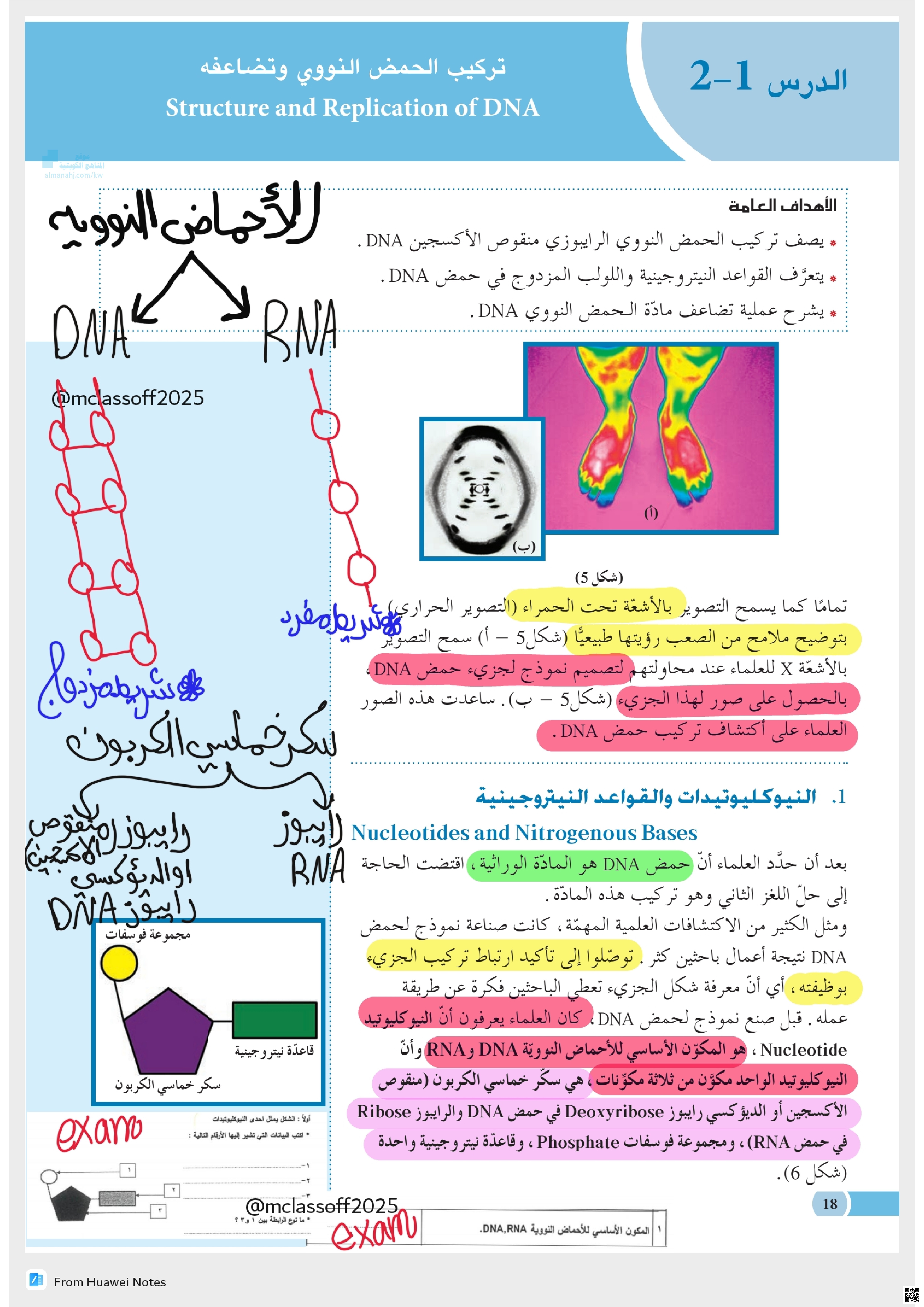 تركيب الحمض النووي وتضاعفه