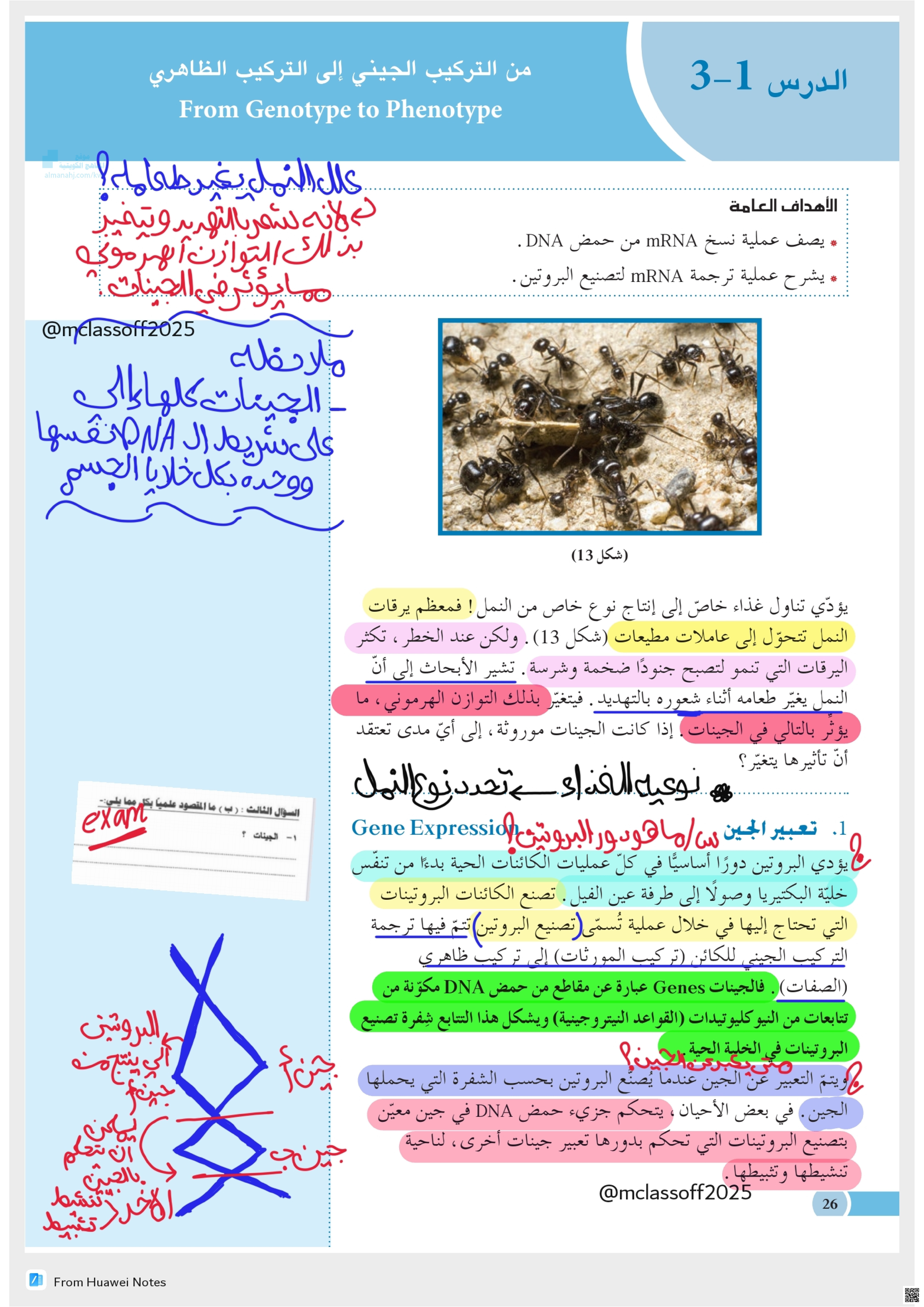 من التركيب الجيني إلى التركيب الظاهري