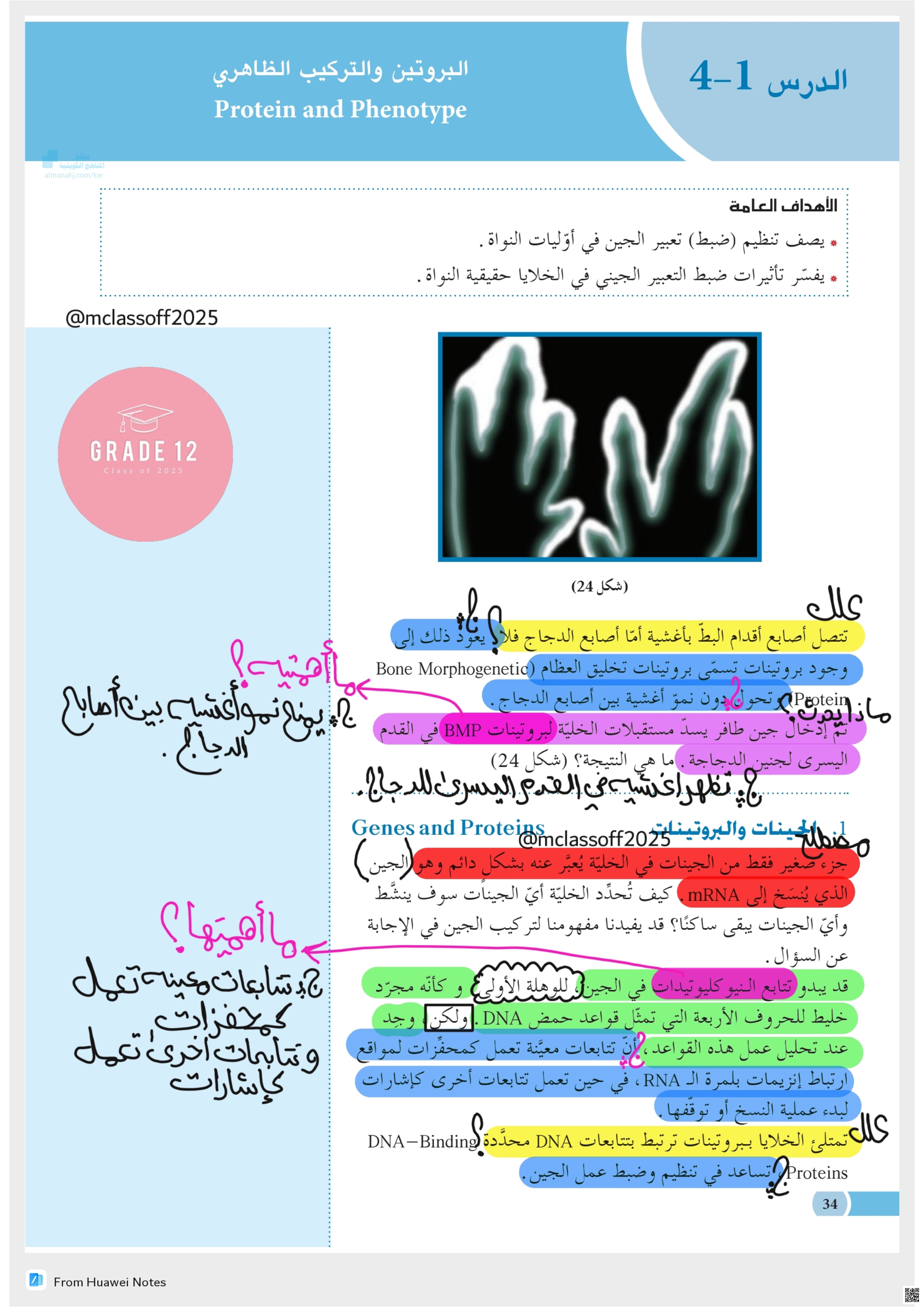 البروتين والتركيب الظاهري